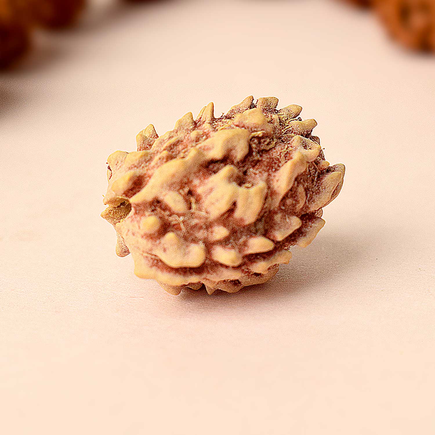3 Mukhi Rudraksh
