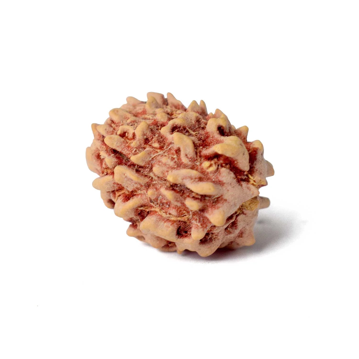 3 Mukhi Rudraksh