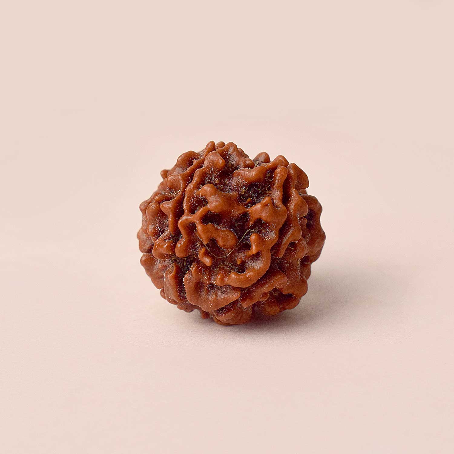 6 Mukhi Rudraksh