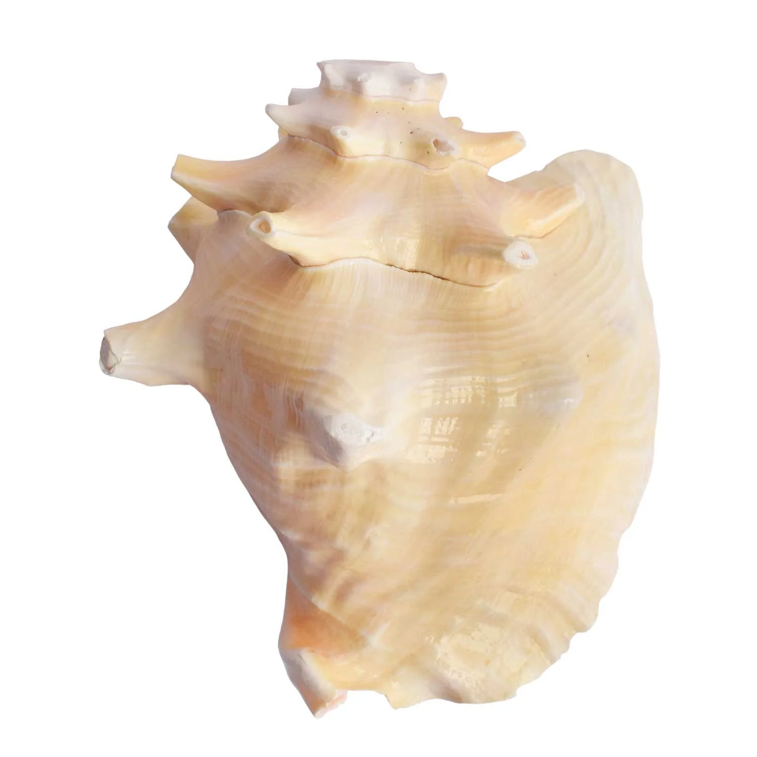 Dakshinavarti Annapurna Shankh (Conch Shell) – For Abundance, Vastu & Blessings