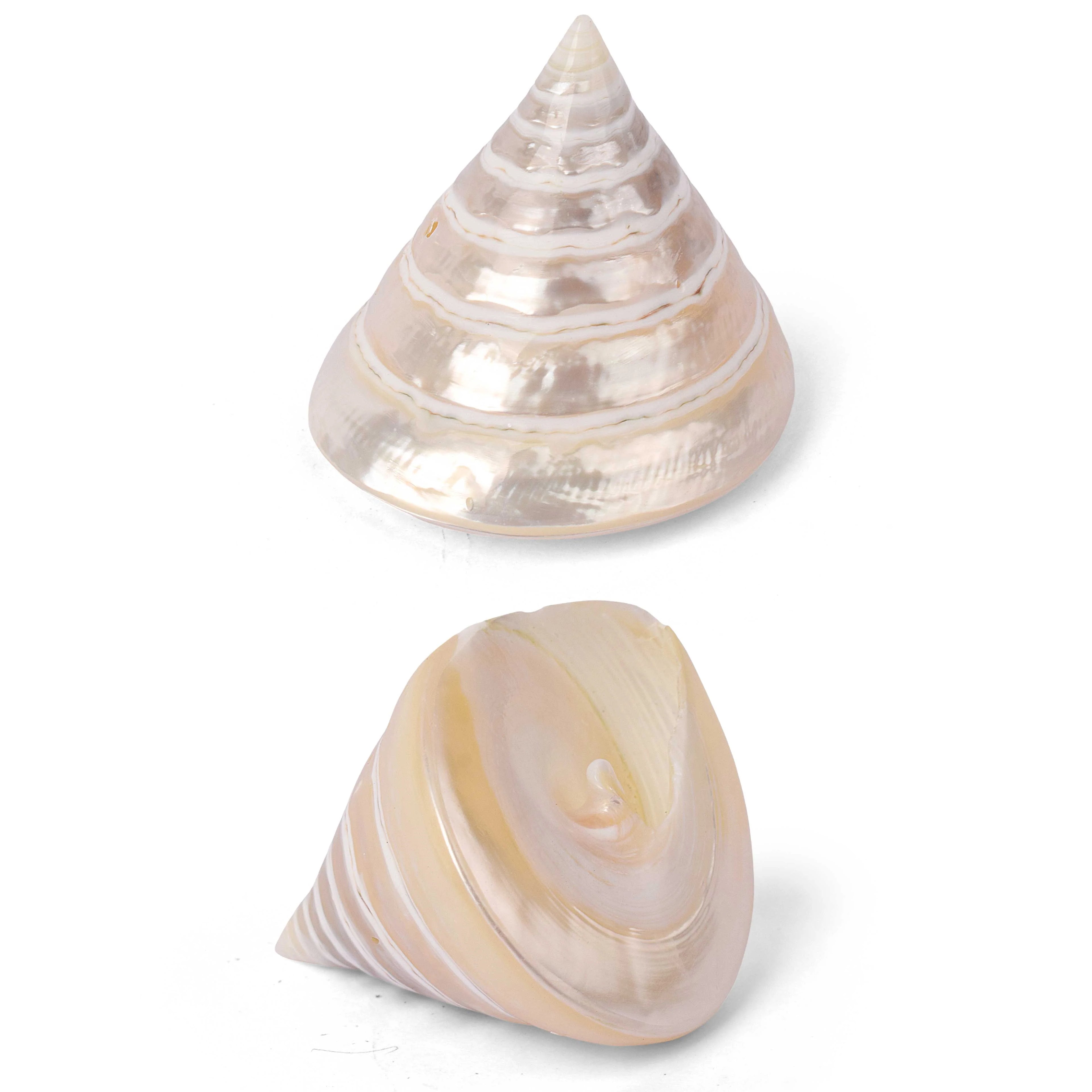 Moti Shankh (Pearl Trochus) – Purity, Peace & Pooja Blessings