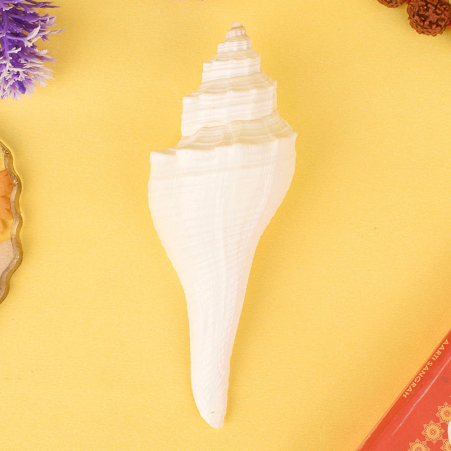 Regular Small Size Dakshinavarti Shankh in White Colour (Conch Shell)