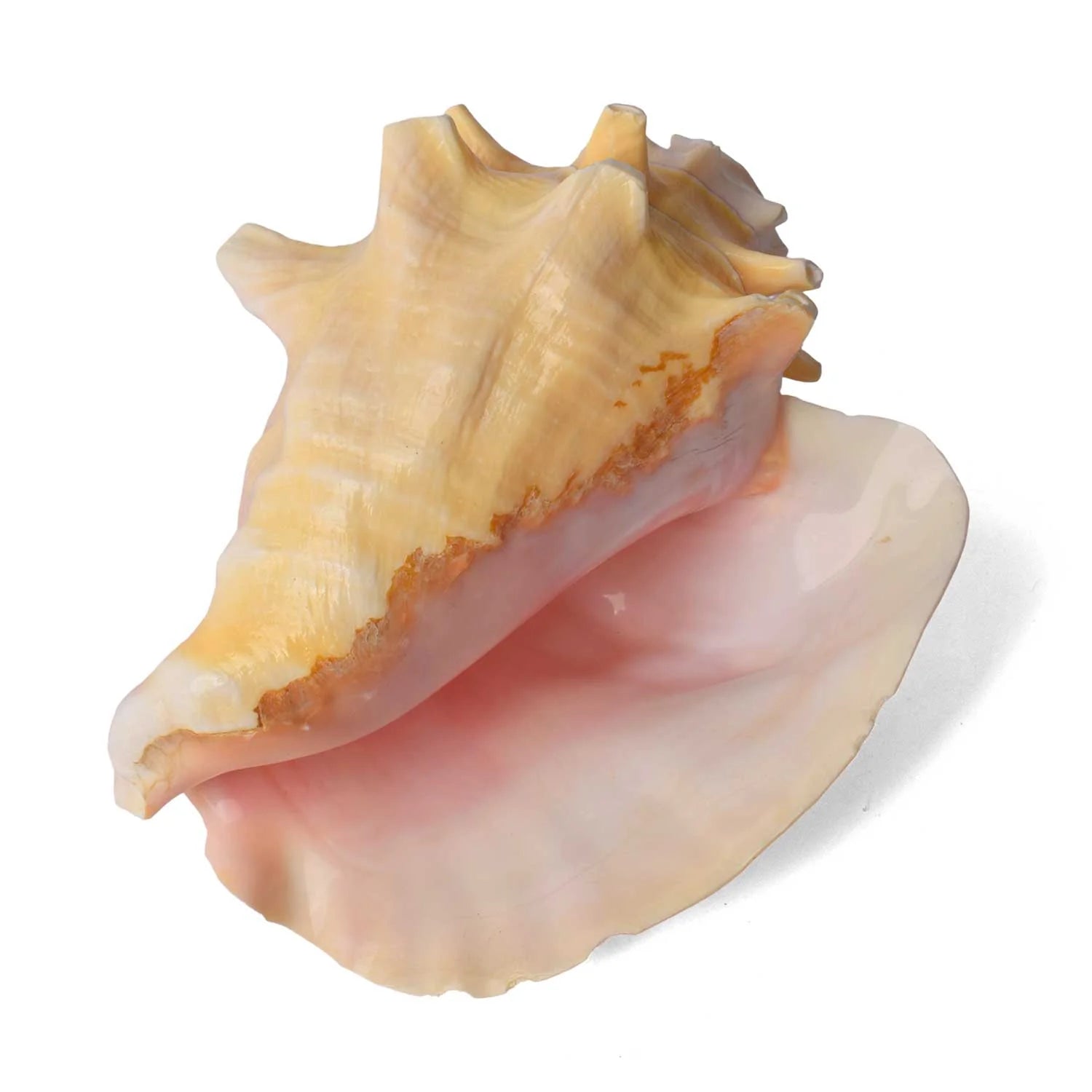 Dakshinavarti Annapurna Shankh (Conch Shell) – For Abundance, Vastu & Blessings