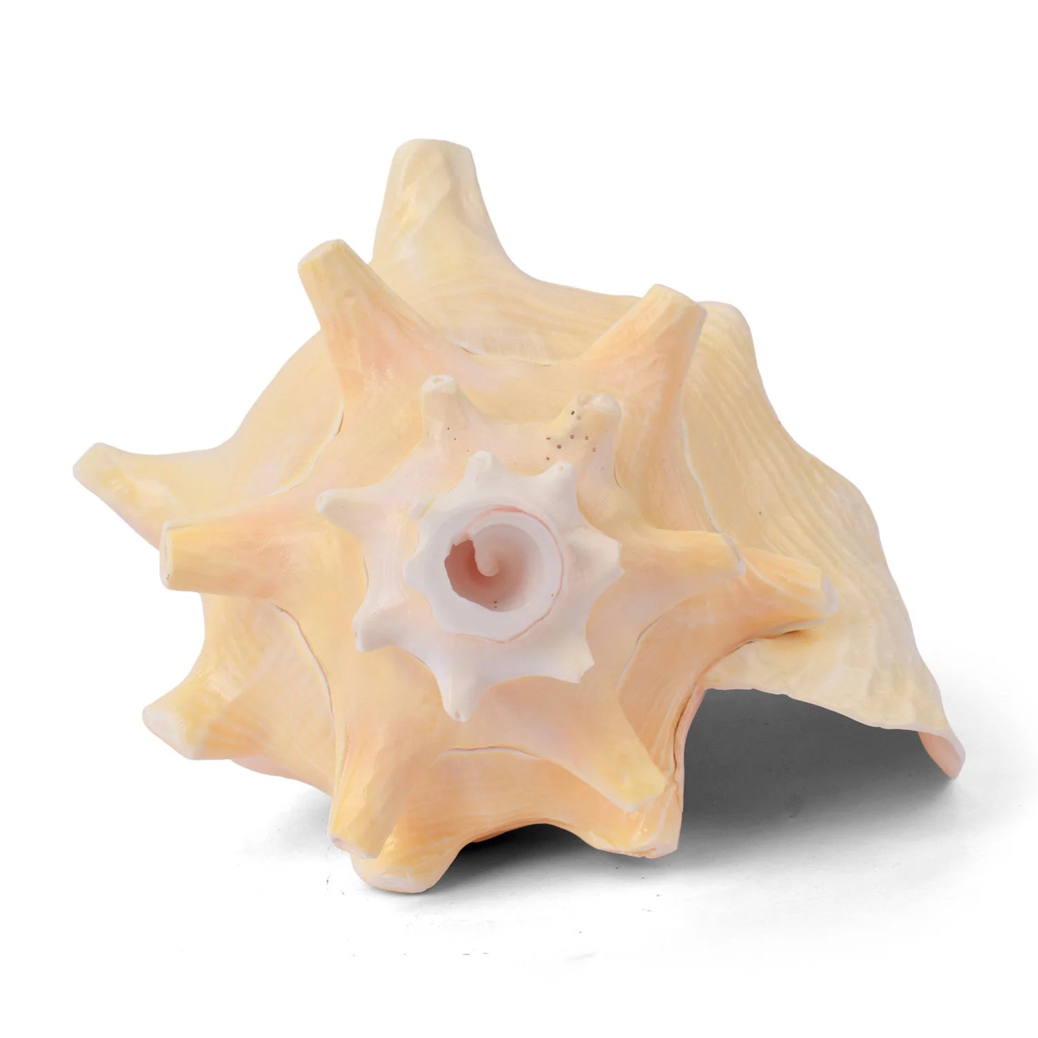 Dakshinavarti Annapurna Shankh (Conch Shell) – For Abundance, Vastu & Blessings