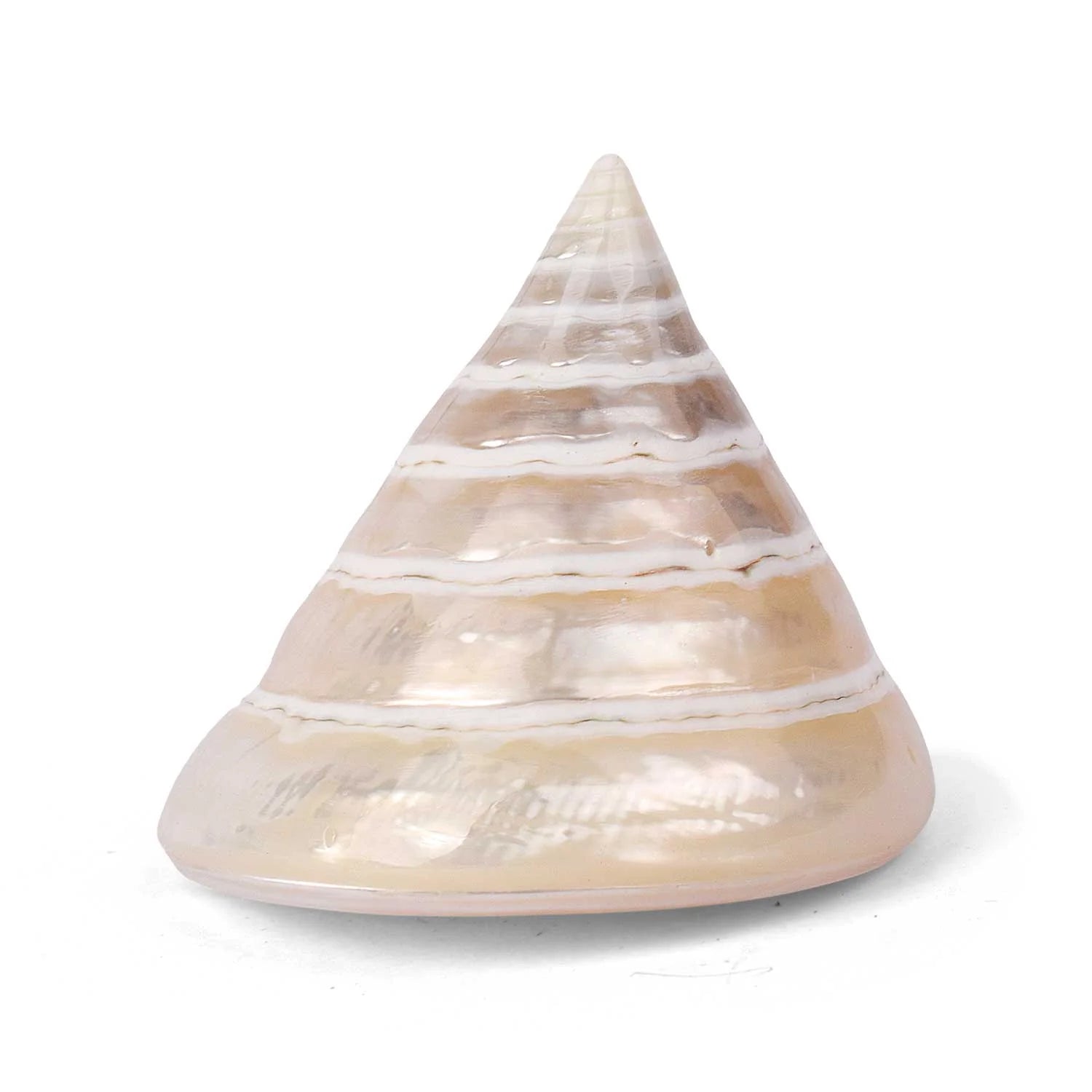 Moti Shankh (Pearl Trochus) – Purity, Peace & Pooja Blessings