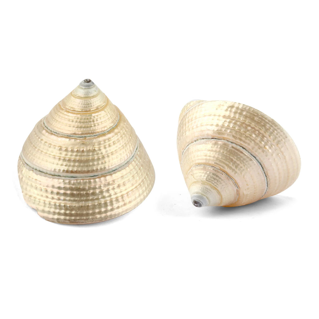 Regular Pearl Shree Laxmi Shankh – Symbol of Prosperity & Wealth