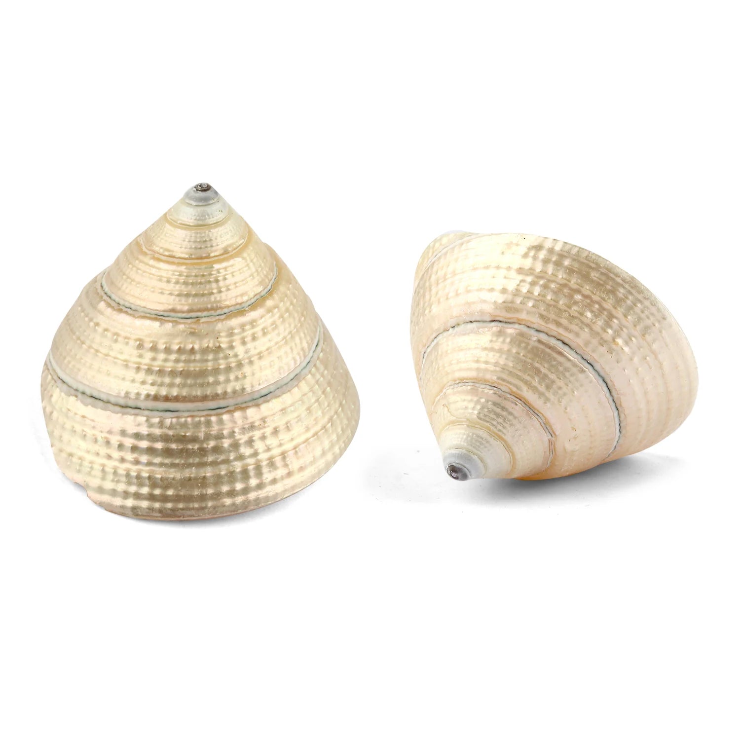 Regular Pearl Shree Laxmi Shankh – Symbol of Prosperity & Wealth