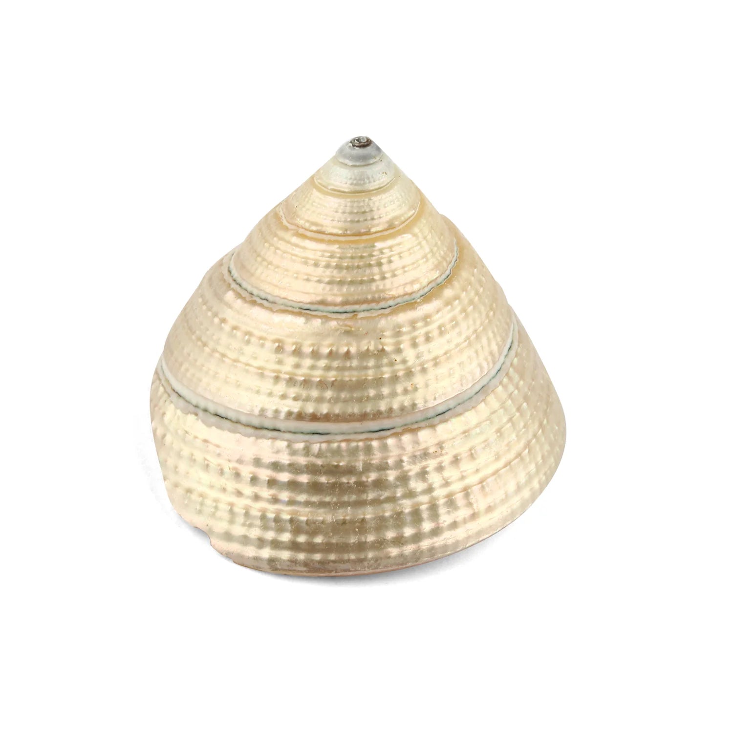 Regular Pearl Shree Laxmi Shankh – Symbol of Prosperity & Wealth