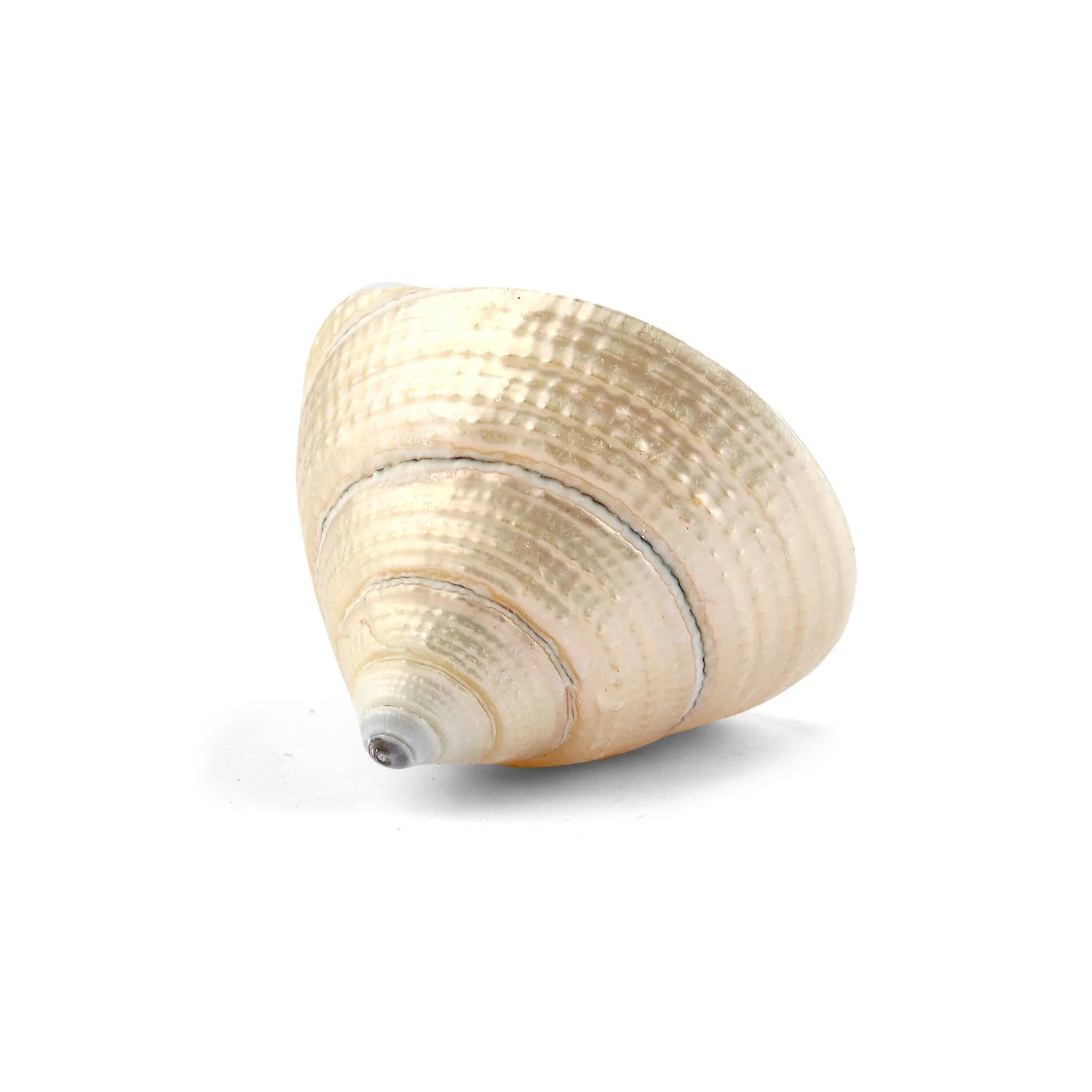 Regular Pearl Shree Laxmi Shankh – Symbol of Prosperity & Wealth
