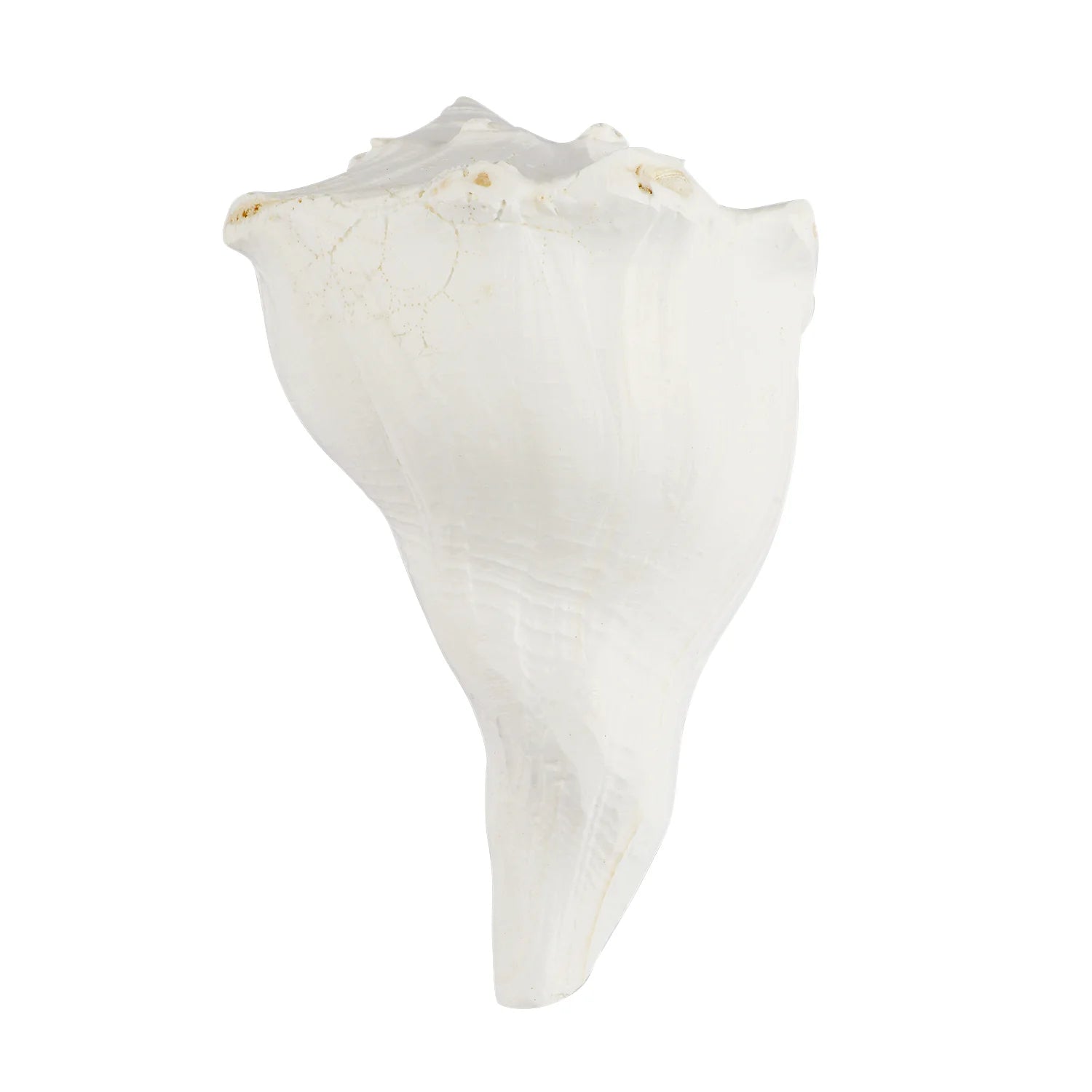 Regular Dakshinavarti Shankh (Conch Shell)
