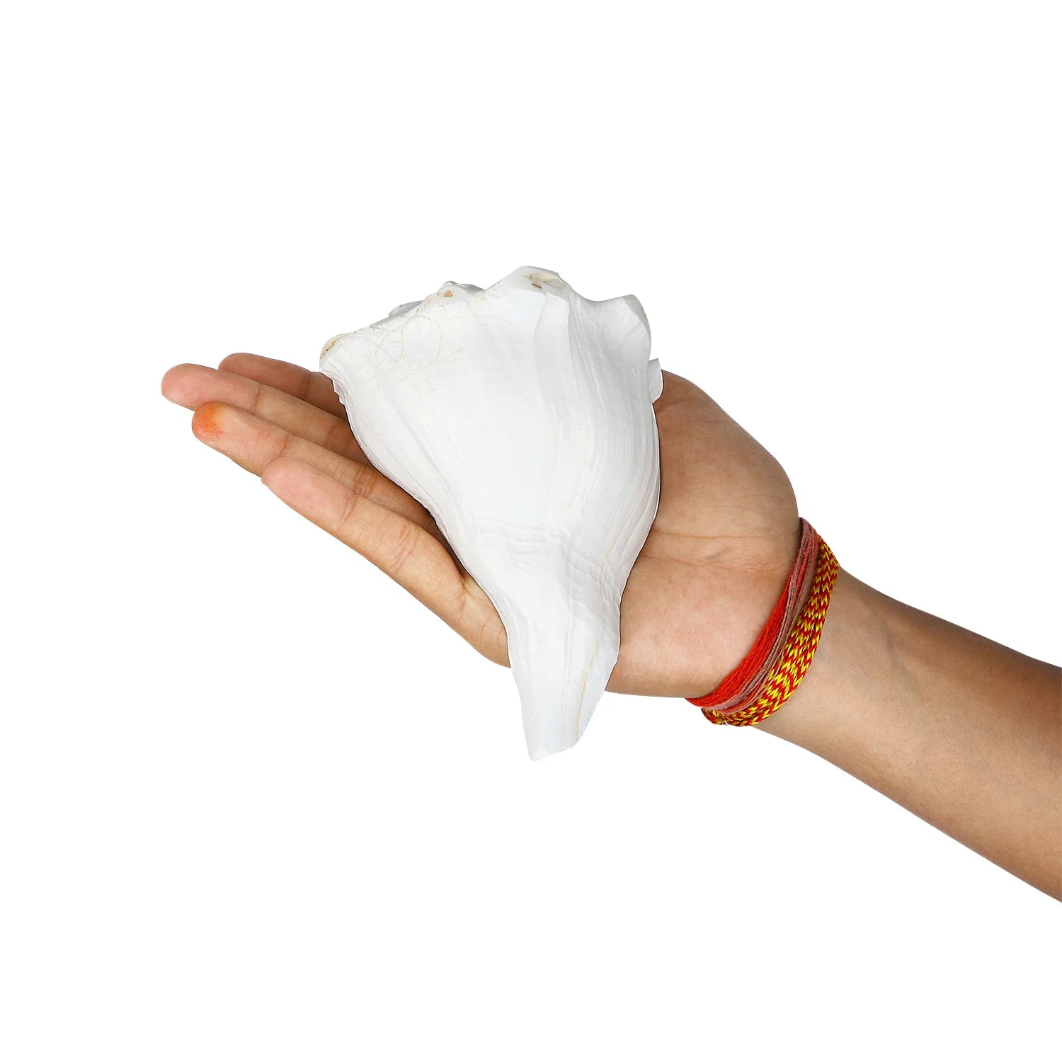 Authentic Dakshinavarti Shankh Conch Shell