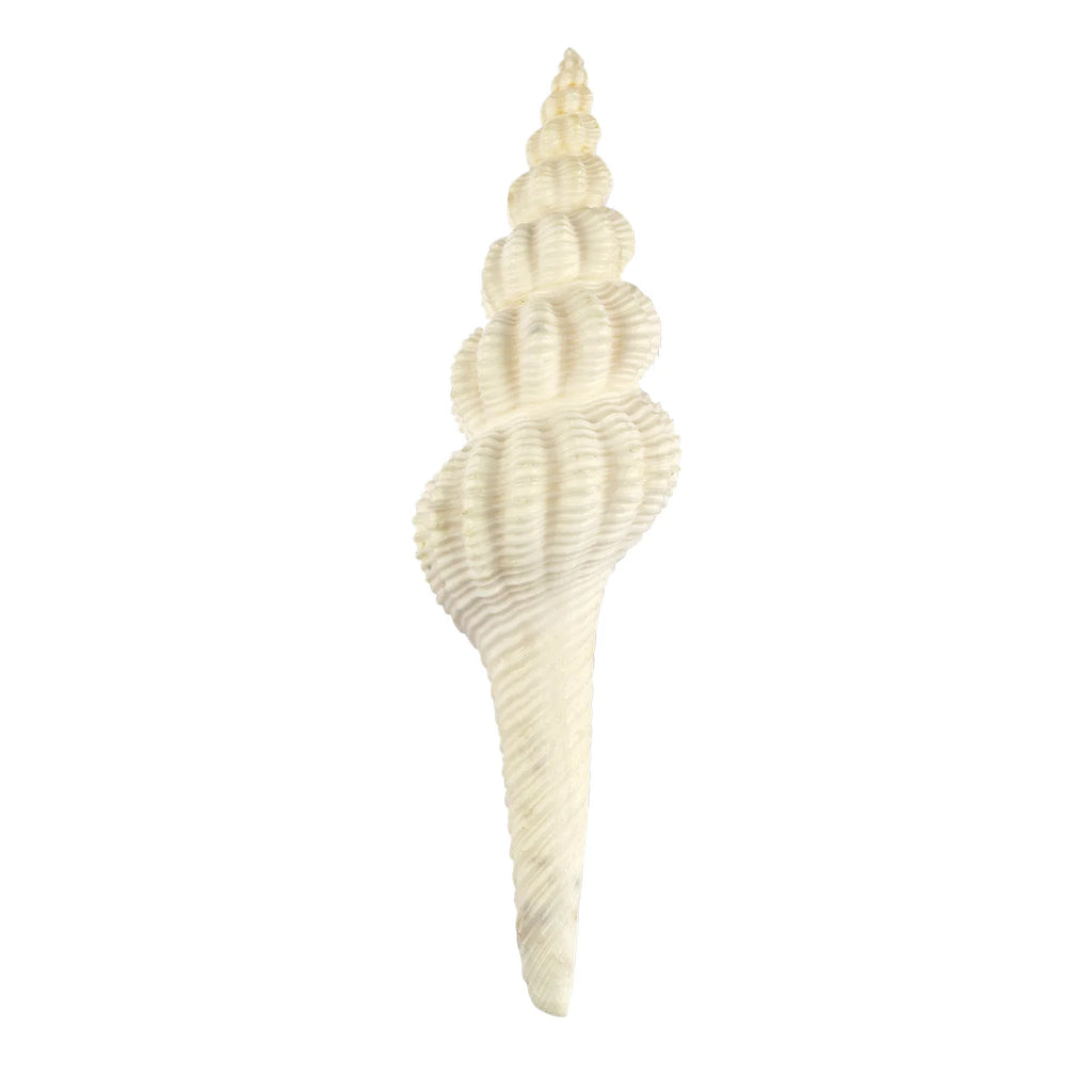 Regular White Ganesh Shankh (Conch Shell)