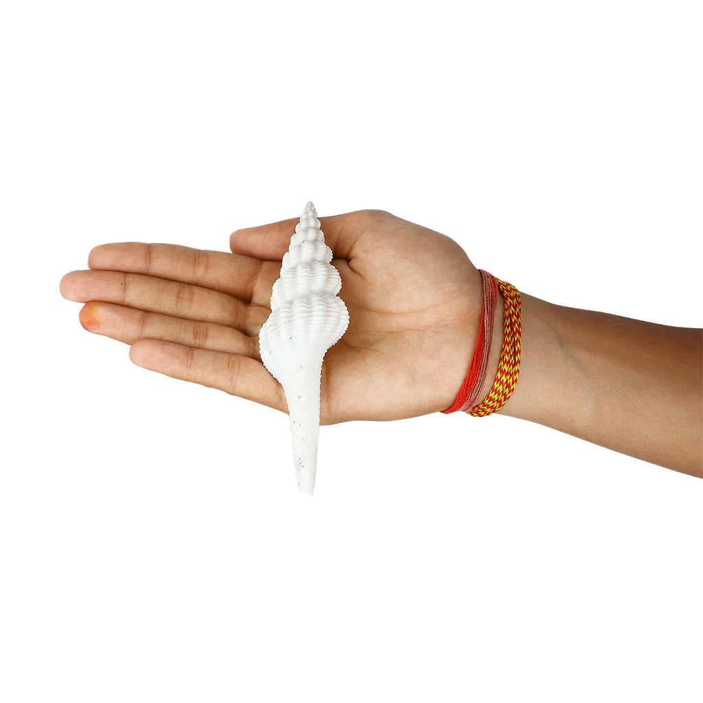 Regular White Ganesh Shankh (Conch Shell)