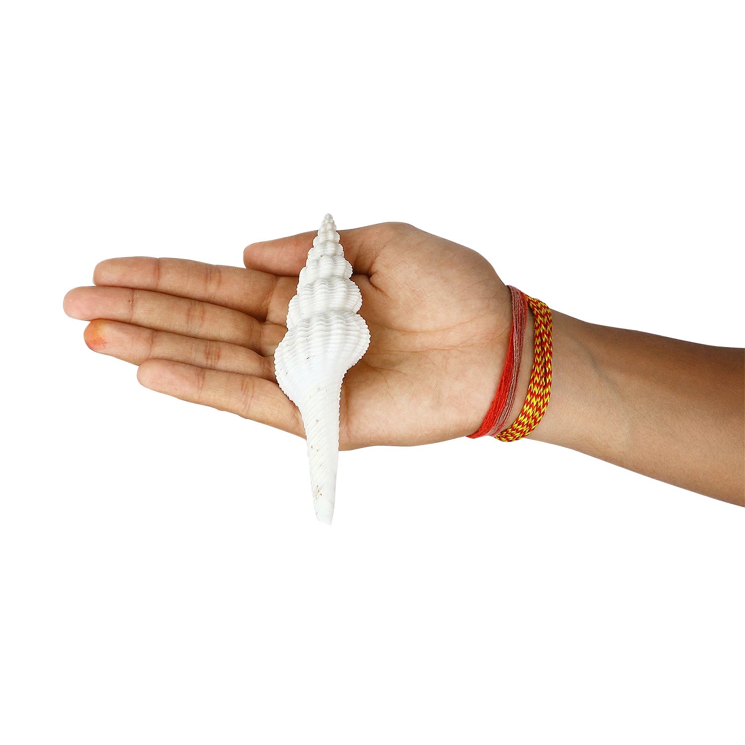 Regular White Ganesh Shankh (Conch Shell)