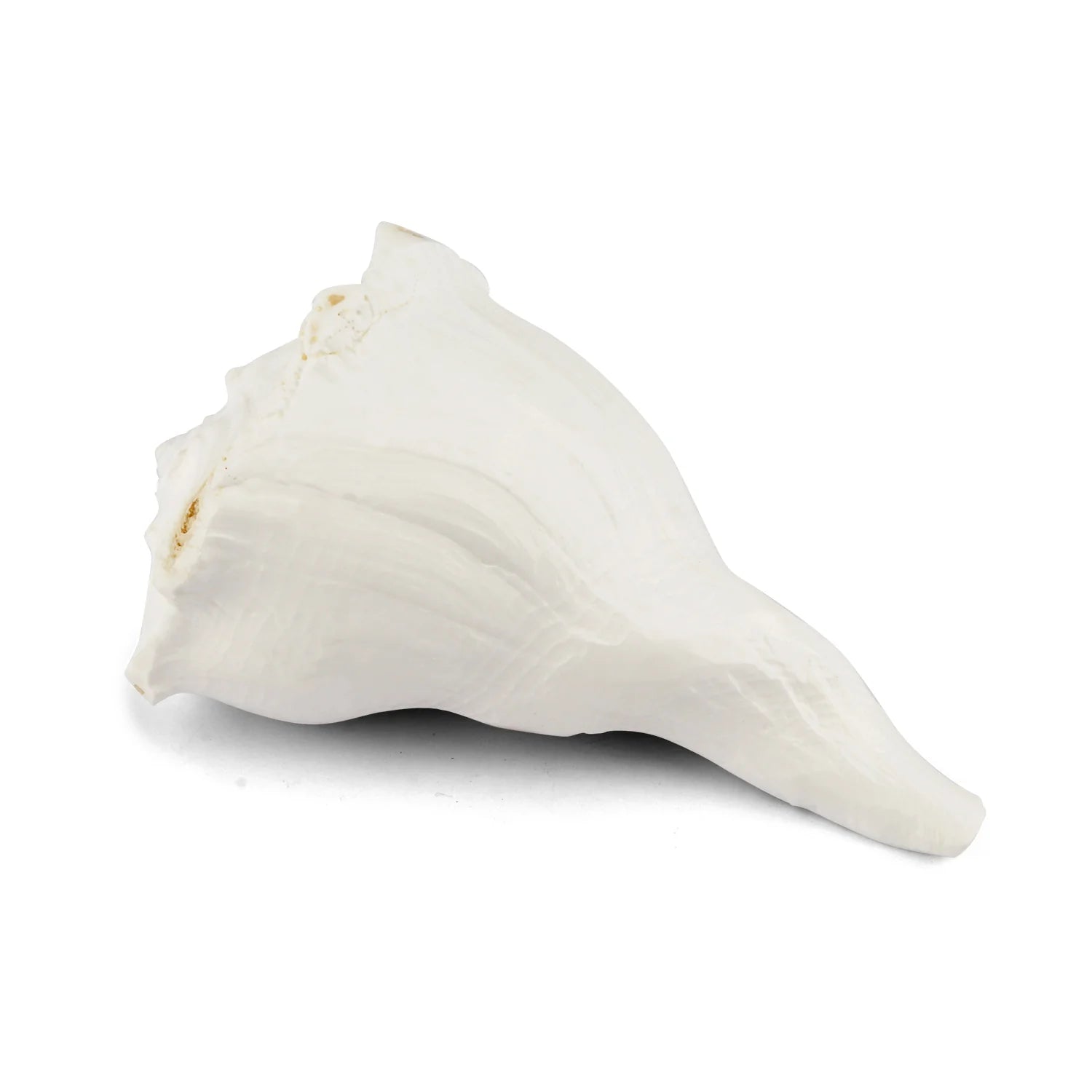 Authentic Dakshinavarti Shankh Conch Shell
