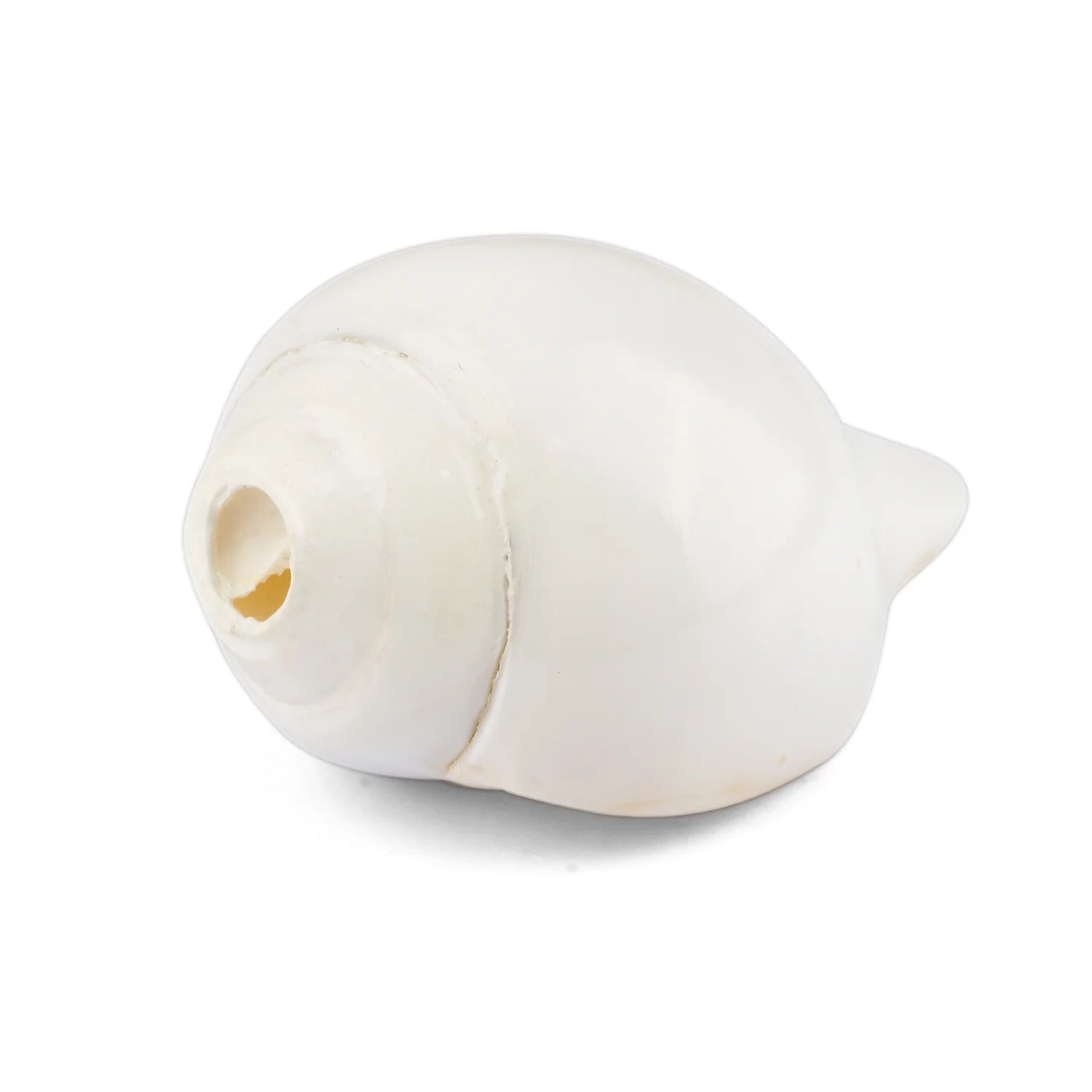 Mini Vamavarti Shankha (Conch Shell) Natural Blowing Shankh