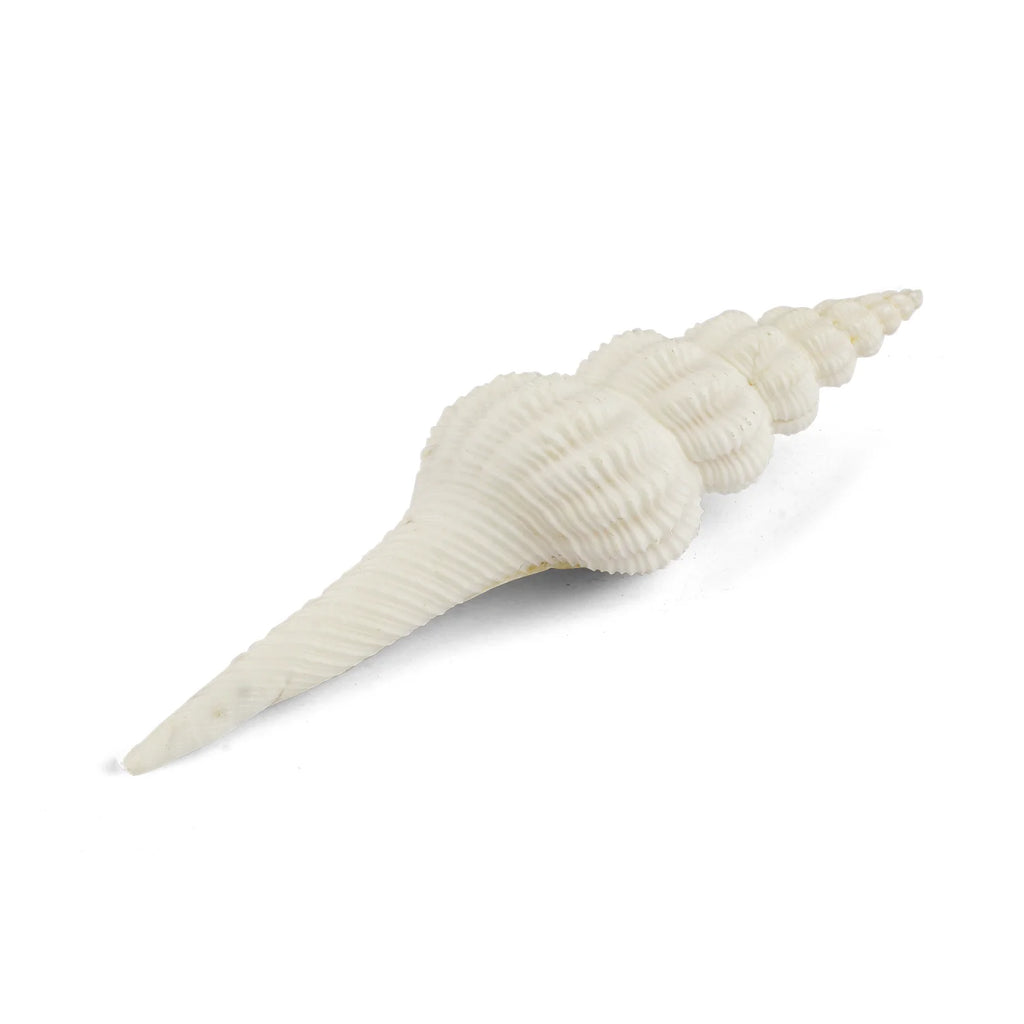 Regular White Ganesh Shankh (Conch Shell)