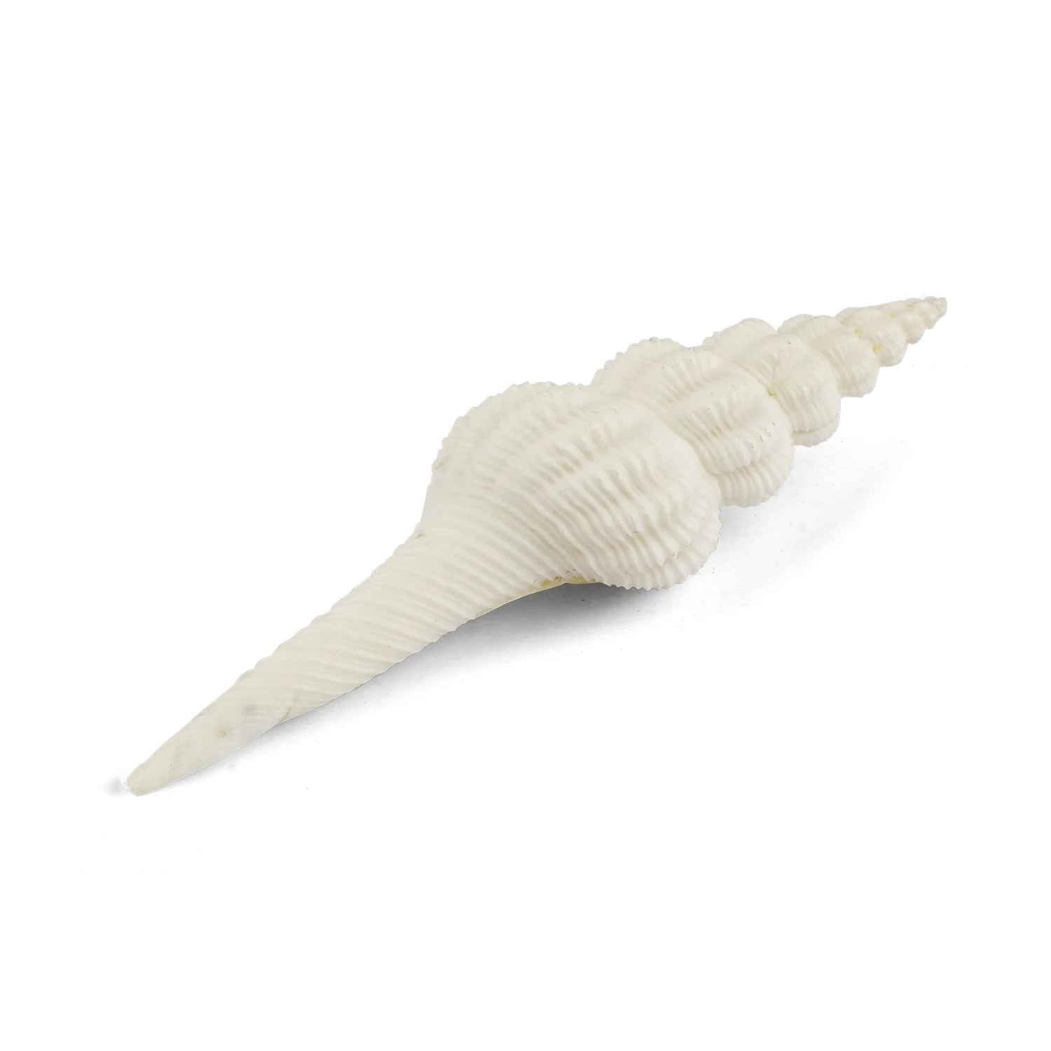 Regular White Ganesh Shankh (Conch Shell)