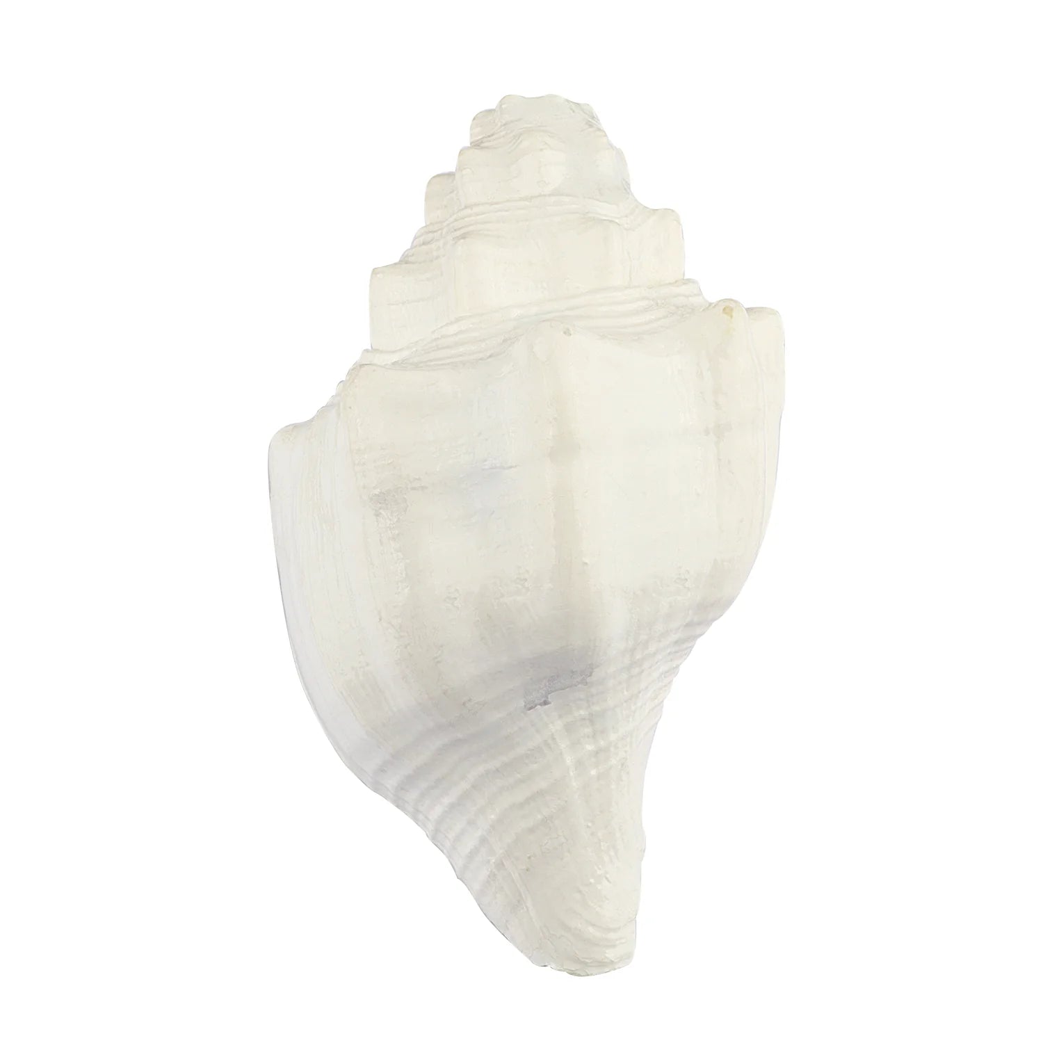 Regular Vishnu Vahan Garuda Shankh (Natural & White Blowing Conch Shell)
