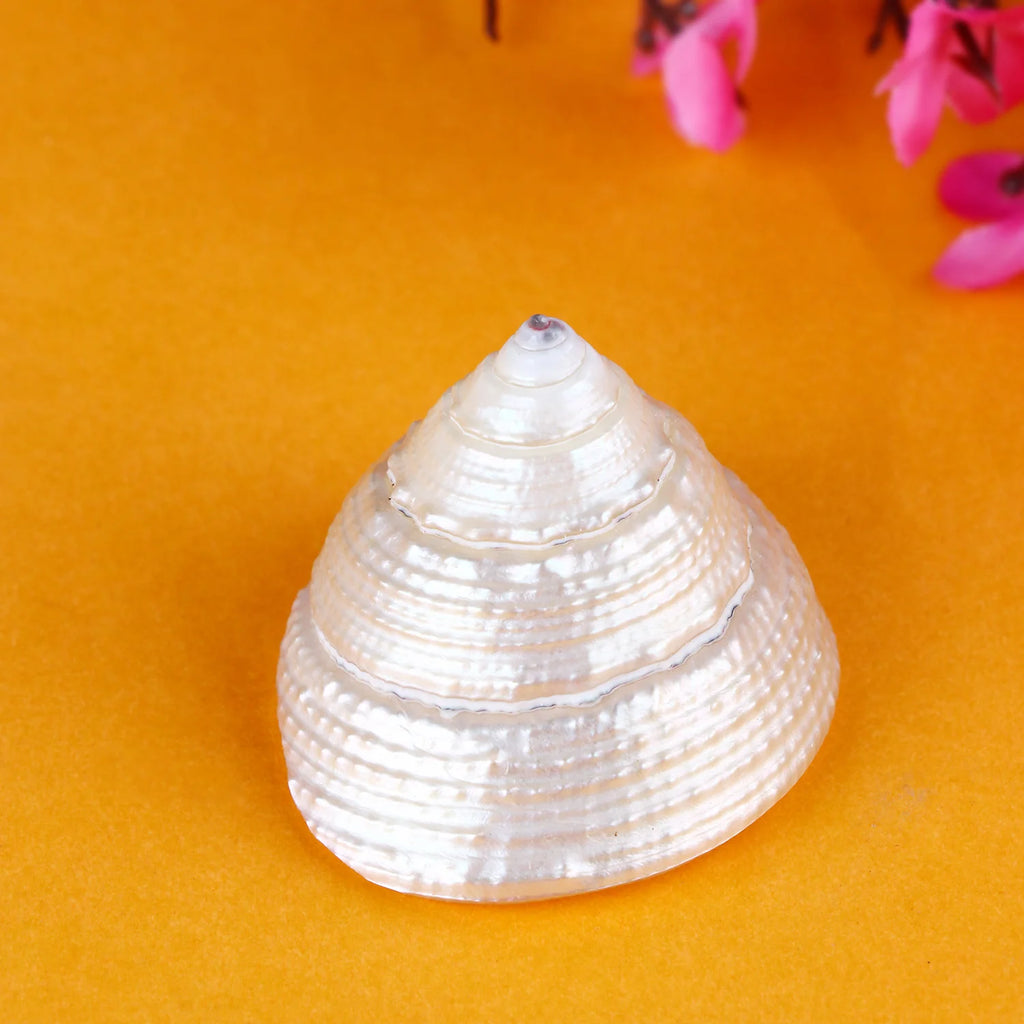 Regular Pearl Shree Laxmi Shankh – Symbol of Prosperity & Wealth