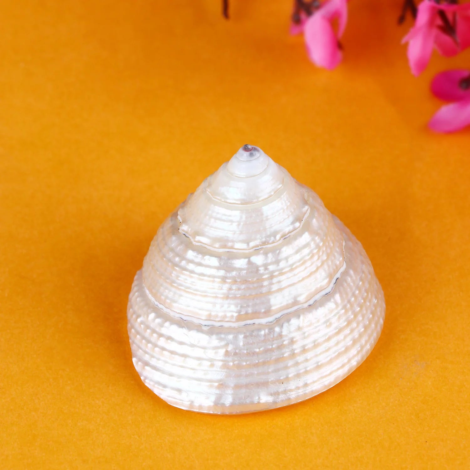 Regular Pearl Shree Laxmi Shankh – Symbol of Prosperity & Wealth
