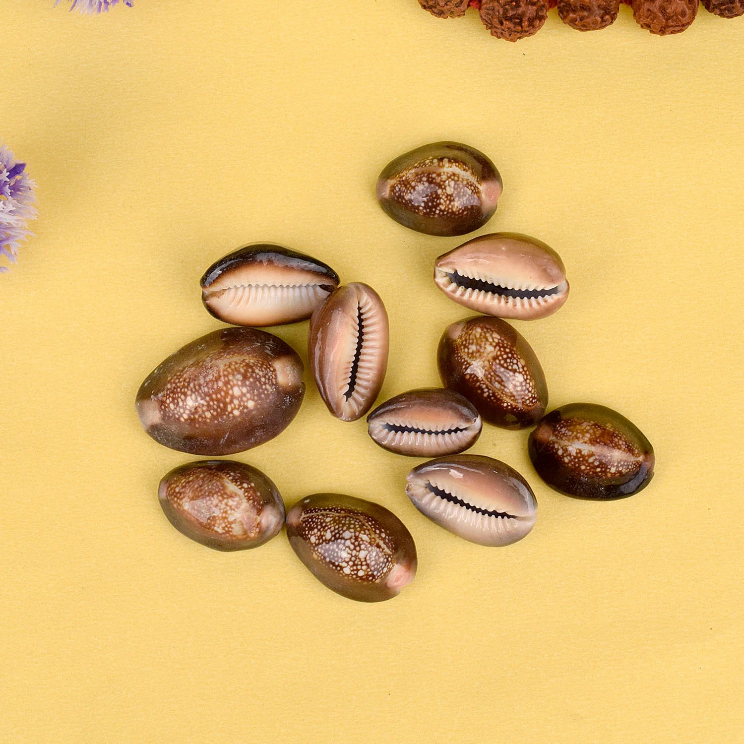 Natural Brown Kodi for Pooja (11 Pc)